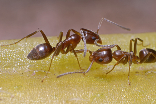 Аргентинские муравьи (Linepithema humile) обитают во многих районах Европы, США и Японии.
