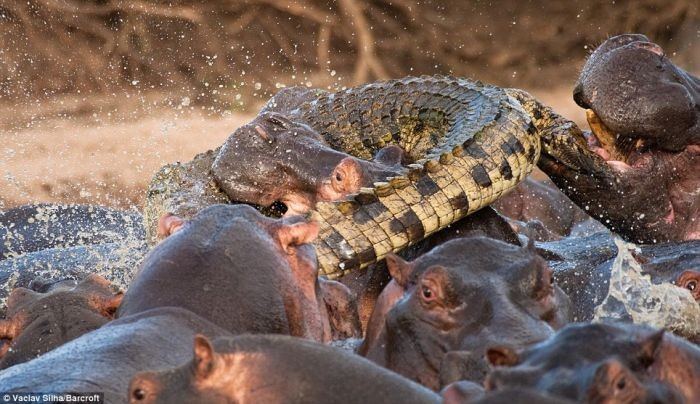 Гиппопотамы и крокодилы крайне редко нападают друг на друга