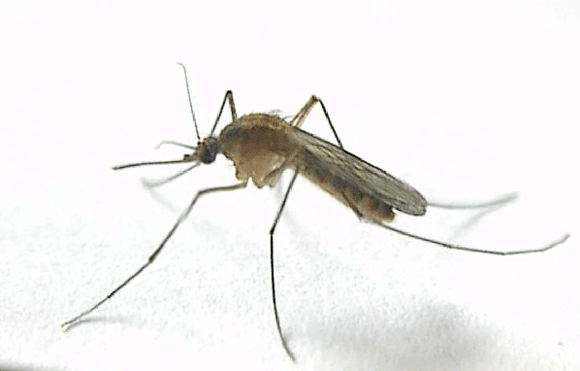 Более 80% личинок комаров-хирономид после года экспозиции в открытом космосе восстановили жизнеспособность.
