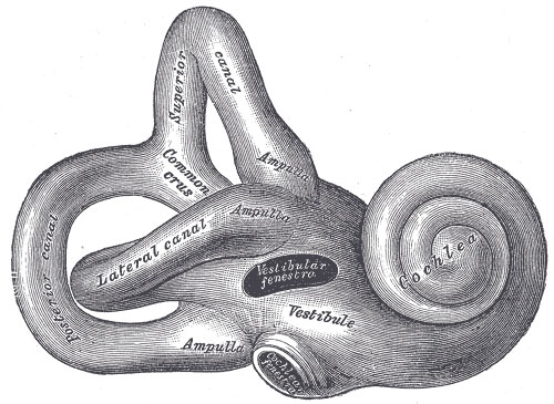 Внутреннее ухо человека. В правой части - улитка, внутри которой расположено множество чувствительных к колебаниям рецепторов. 