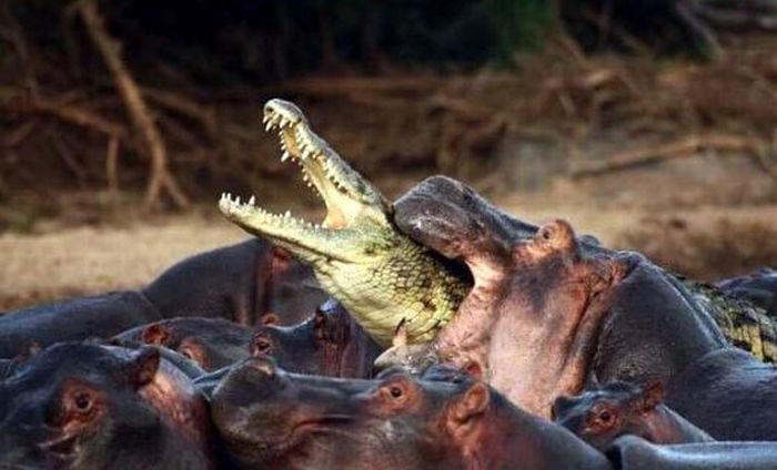 Бегемот нападает на крокодила