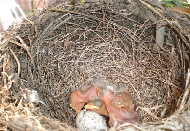 Интересно, чем руководствовалась семья птиц, когда выбирала место под будущее гнездо. 