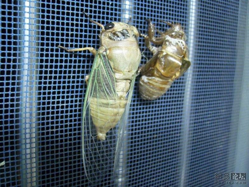 Удивительные метаморфозы жука.