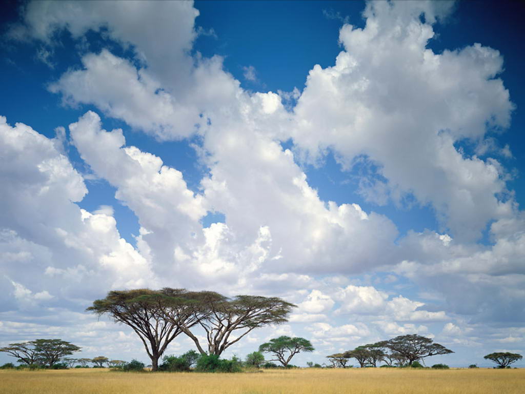 Дикая природа кении