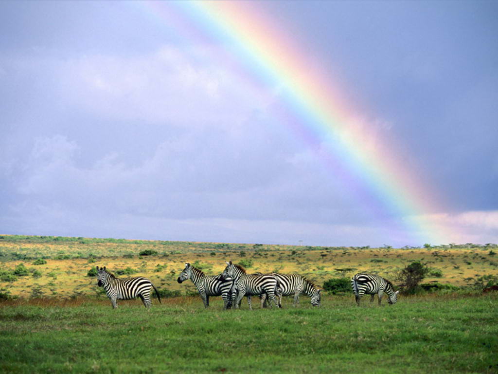 Дикая природа кении