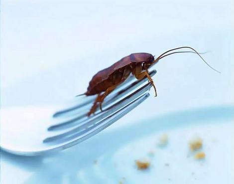 Действительно ли тараканы являются чистыми животными?