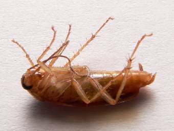 Почему тараканы умирают, лежа на спине?