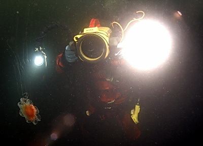 Голое дно украшено невзрачными и редкими кустиками ламинарии. На глубине 3-4 метров начинают попадаться отдельные ярко-красные звёзды, такие же, как на Баренцевом и Белом морях – Urasterias Linka.