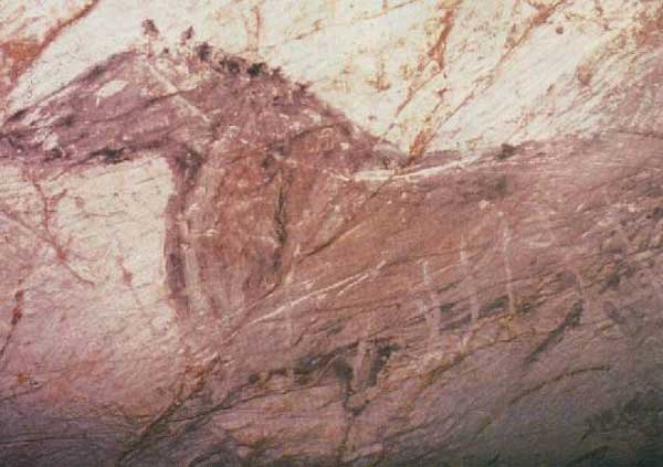 Одна из 36 лошадей, представленных в пещере; некоторые линии кажутся незаконченными, но только потому, что покрылись кальцитом. 