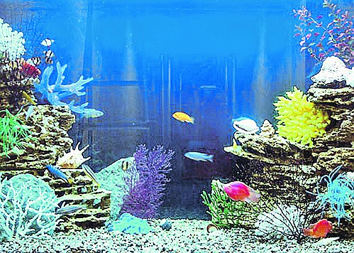 Удивительной красоты подводные пейзажи можно сотворить самому в обычном аквариуме.