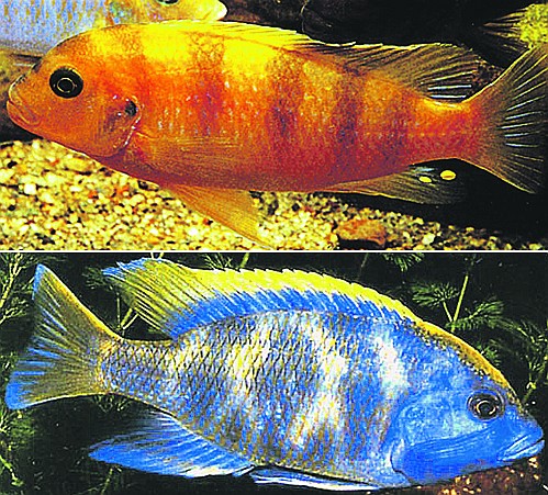 Ломбардо (вверху) и золотой леопард (внизу) - рыбки из озера Малави, идеально подходят для проживания в псевдоморском аквариуме.