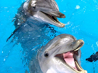 Дельфины вступают в гомосексуальные пары для решения социальных проблем