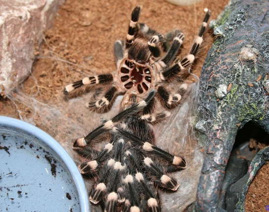 паук Acanthoscurria geniculata сбросил старый хитиновый покров 