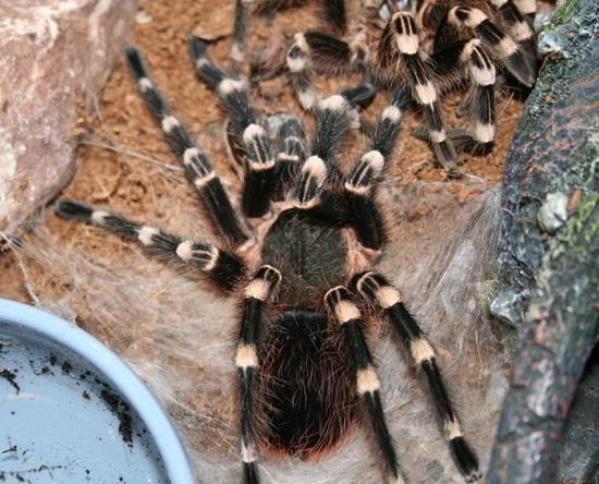 паук Acanthoscurria geniculata сбросил старый хитиновый покров 