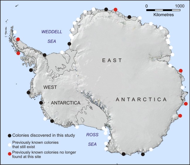 Ученые зафиксировали расположение десятков колоний императорских пингвинов в Антарктике после выявления больших объёмов птичьего помёта на снимках, сделанных из космоса.