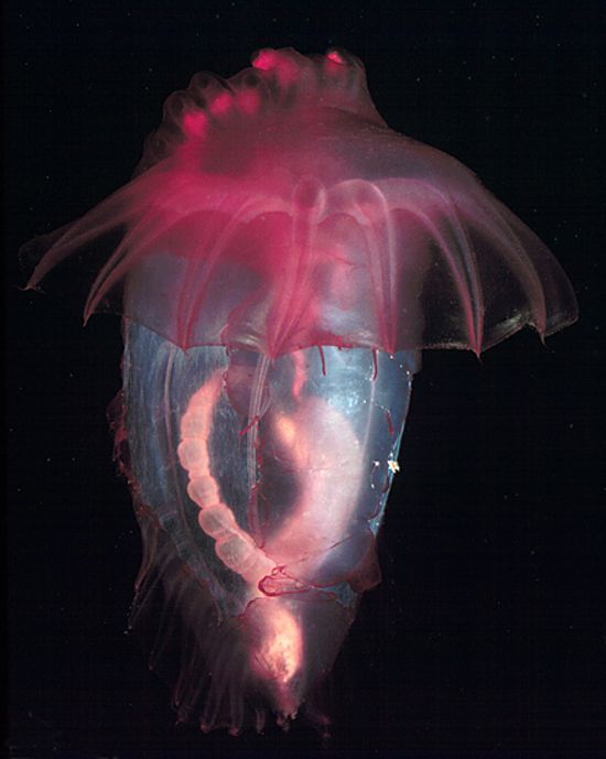 Морской огурец, Enypniastes, плавает так изящно над дном, что они часто путаются с медузой. 
