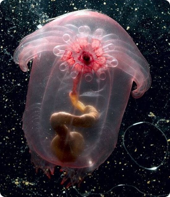 Морской огурец, Enypniastes, плавает так изящно над дном, что они часто путаются с медузой. 
