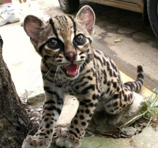 Марги, маргай (лат. Leopardus wiedii или Felis wiedii) — вид из семейства кошачьих, обитающий в Латинской Америке.