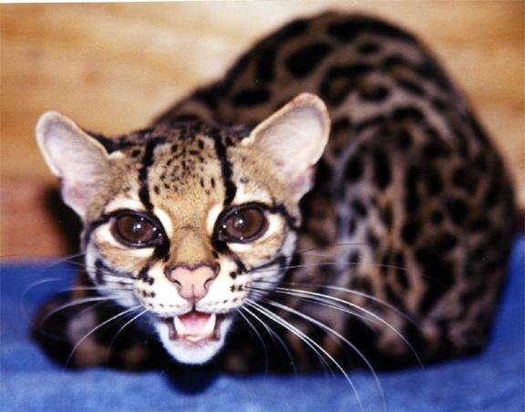 Марги, маргай (лат. Leopardus wiedii или Felis wiedii) — вид из семейства кошачьих, обитающий в Латинской Америке.