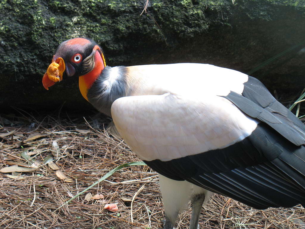 Королевский гриф (Sarcoramphus papa), большая, очень пестро окрашенная птица