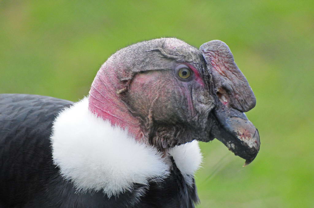 Андский кондор (Vultur gryphus) Живет кондор и высоко в горах (до 7 тысяч метров), и у самого моря, где подбирает дохлых рыб