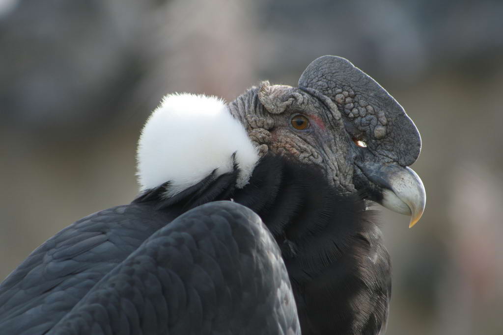 Андский кондор (Vultur gryphus) Живет кондор и высоко в горах (до 7 тысяч метров), и у самого моря, где подбирает дохлых рыб
