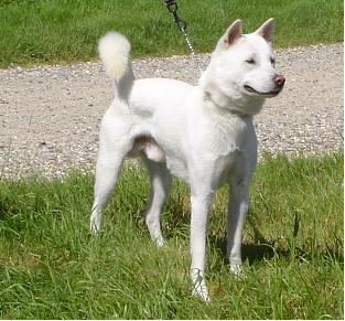 Кисю (Kishu) — характерный представитель классического японского типа собак