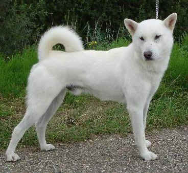 Кисю (Kishu) — характерный представитель классического японского типа собак
