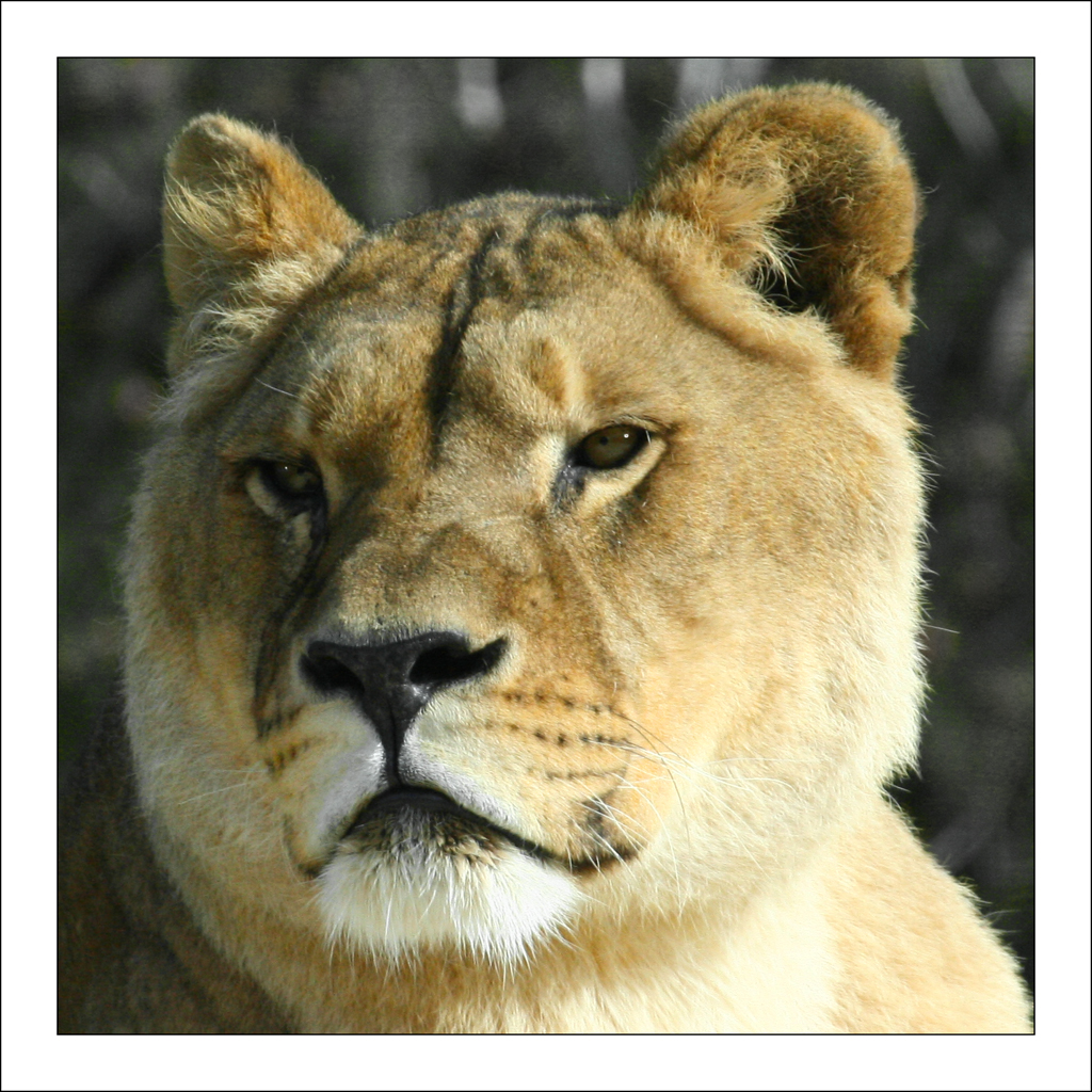 Берберийский (берберский), или атласский лев (Panthera leo leo)