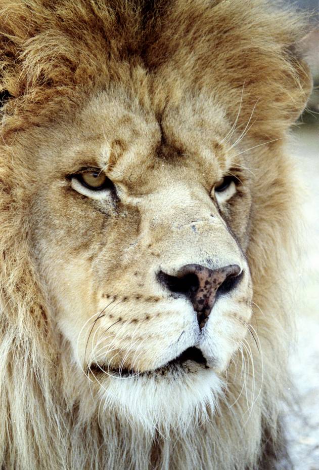 Берберийский (берберский), или атласский лев (Panthera leo leo)