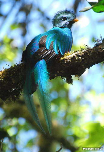 на высоте свыше 1300 м над уровнем моря живет одна из самых красивых птиц на земном шаре Кетсаль