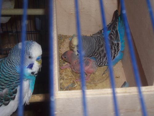 Волнистый попугайчик Еще неделю-две о них заботится отец, а затем они становятся самостоятельными