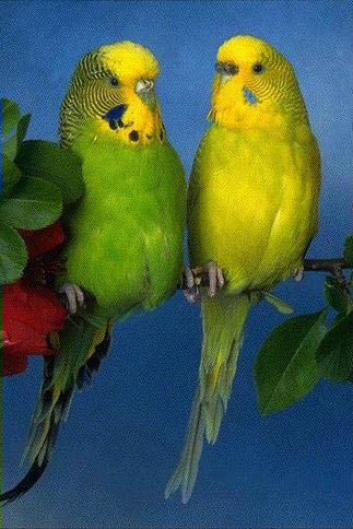 Естественный окрас волнистых попугайчиков - зеленый