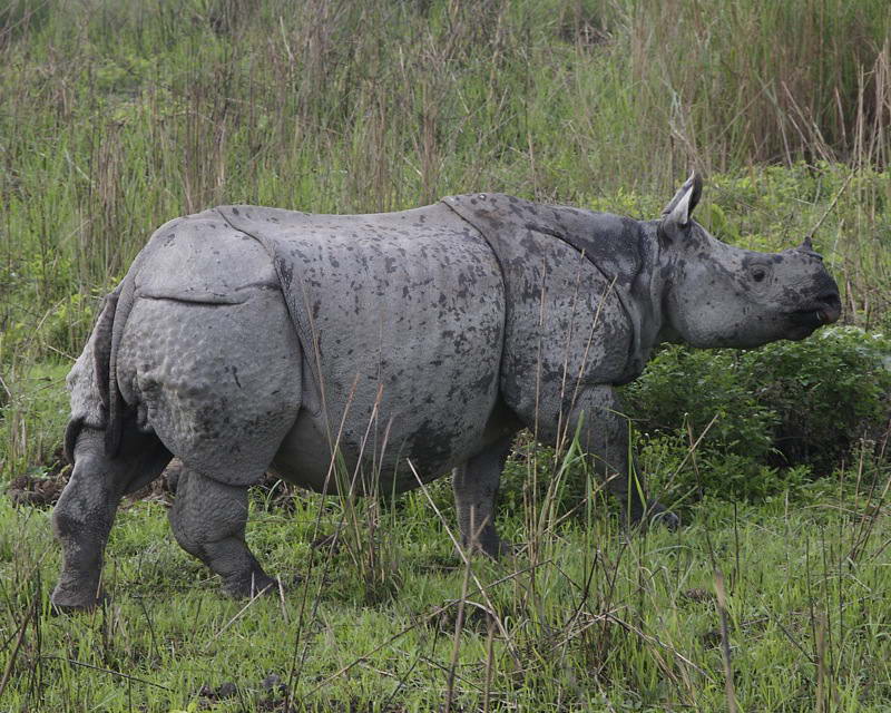 Rhinoceros unicornis. Индийский носорог