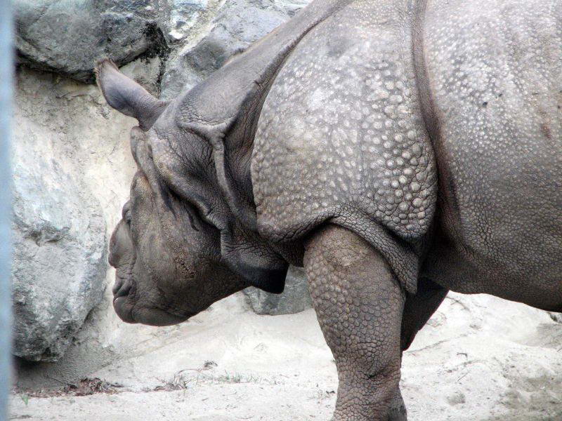 Rhinoceros unicornis. Индийский носорог
