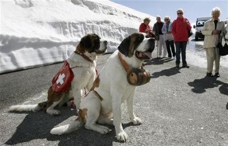 Туристов, добравшихя до перевала Сен-Бернар (2473 м.) над уровнем моря), встречают внушительного размера собаки