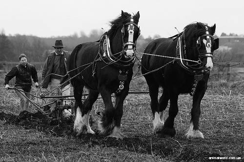 19 в. лошади стали главной рабочей силой в сельском хозяйстве и промышленности