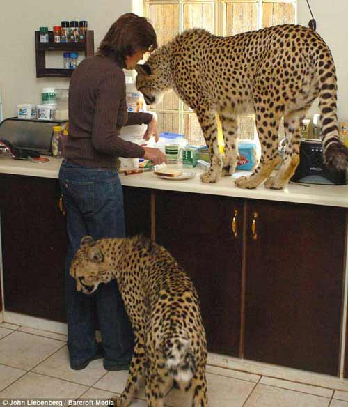 Вот так гепарды проверяют, что им готовят на завтрак