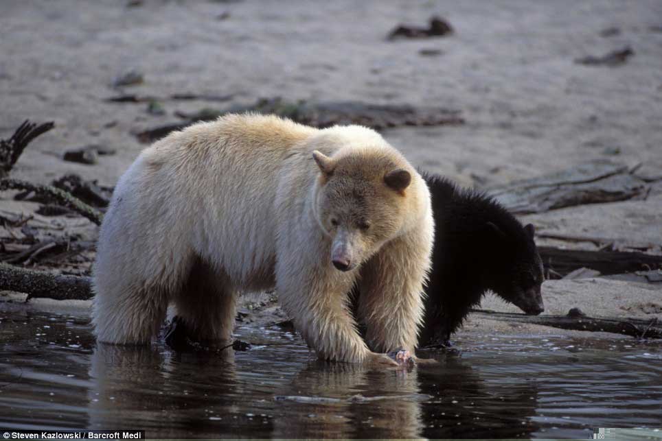 Медведица с медвеженком