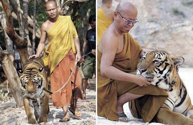 Монахи и бенгальские тигры . Тайланд