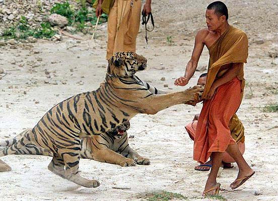 Бенгальские тигры и монахи
