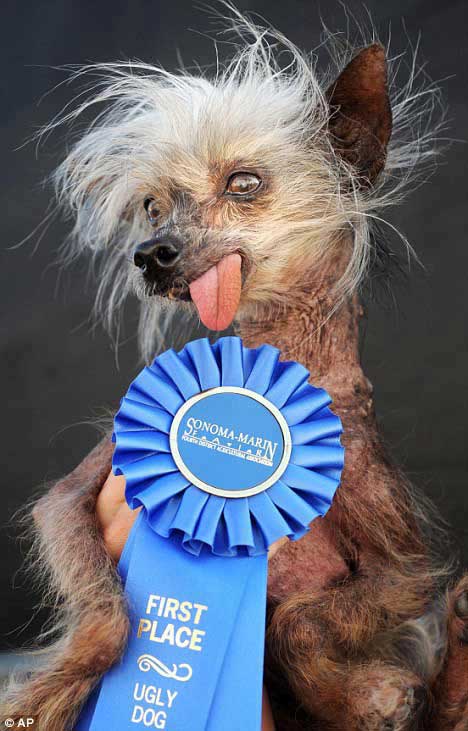 Мисс Эль Победительница конкурса на звание самой уродливой породистой собаки