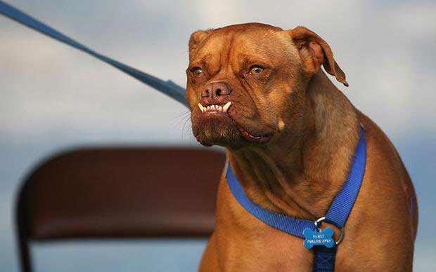 Абсолютный чемпион 2009 года в конкурсе самой уродливой собаки. Пабст