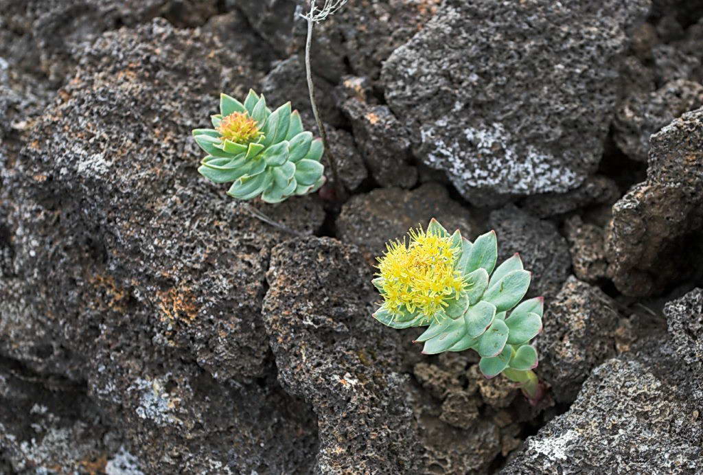 Rhodiola rosea L. Родиола