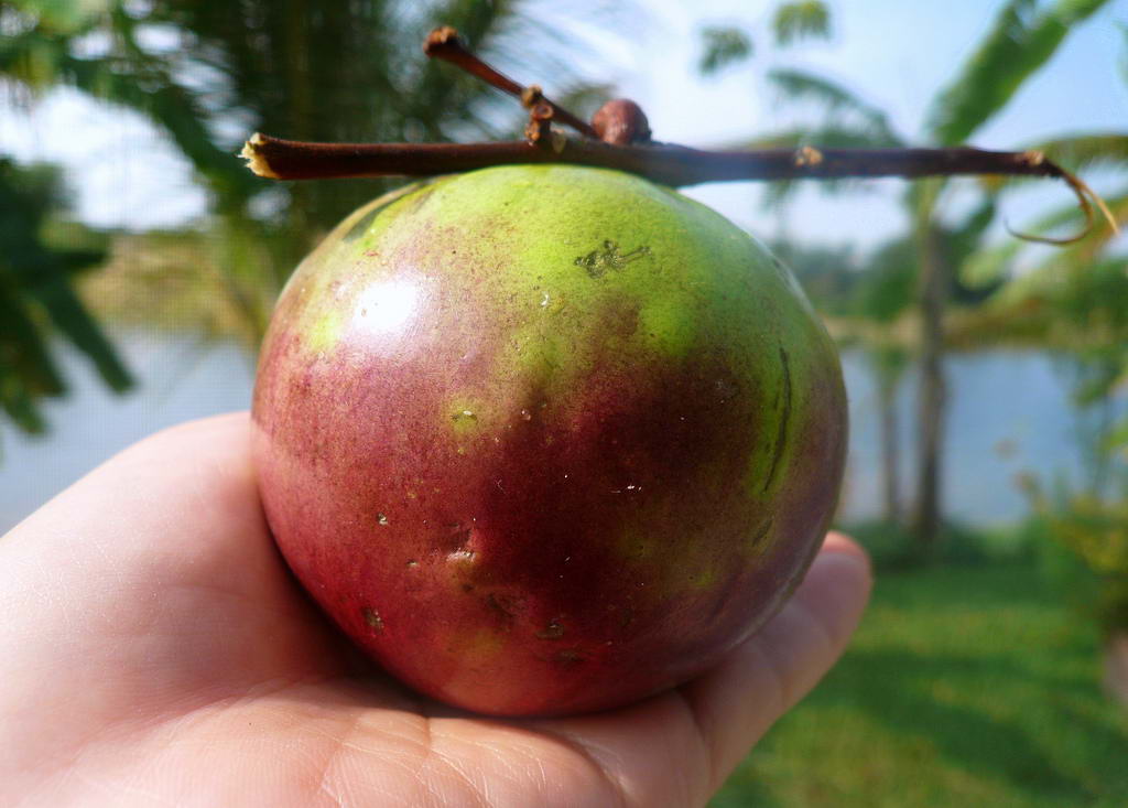 Звездное яблоко, Chrysophyllum cainito, star apple,