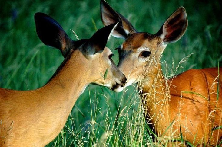 животные целуются, фотопозитив.