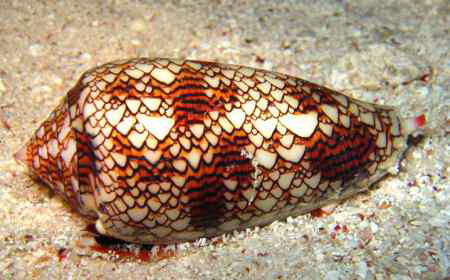 Конусообразная улитка (Conus geographus)