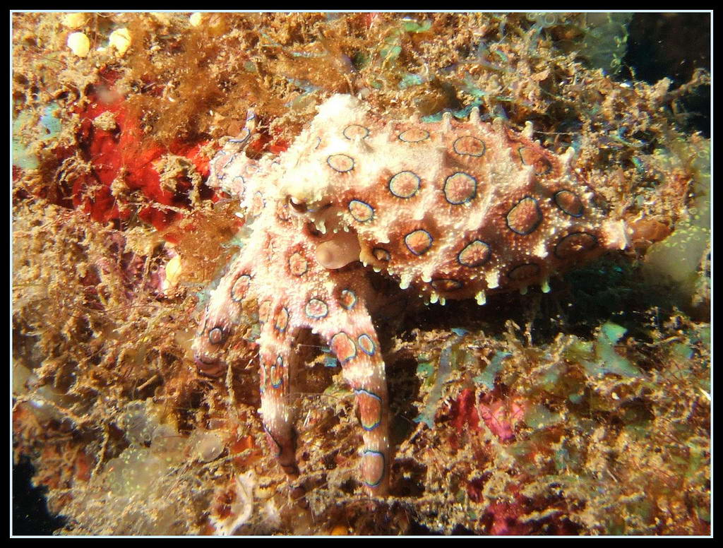 Синекольчатый осьминог (Hapalochlaena lunulata)