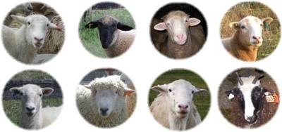 Оказалось, что овцы распознают людей (и овец) даже в профиль, и количество удерживаемых в овечьей памяти лиц составляет до полусотни