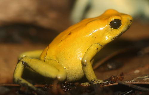 Золотая ядовитая лягушка (Phyllobates terribilis)